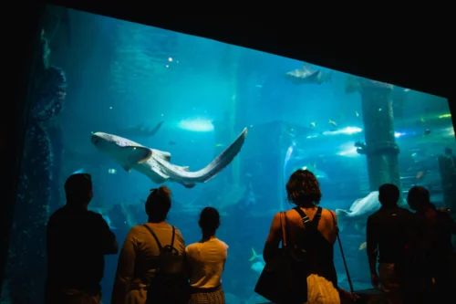 People observing fish and sea creatures in a large aquarium tank.